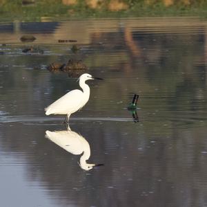 Little Egret