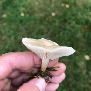 Meadow Clitocybe