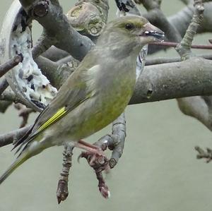 European Greenfinch