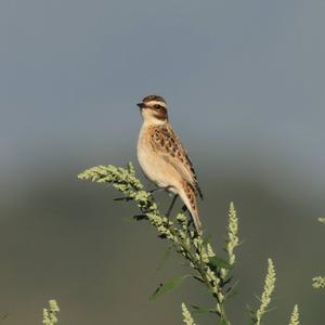 Braunkehlchen