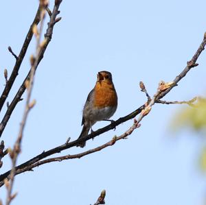 European Robin