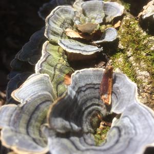 Turkey-tail