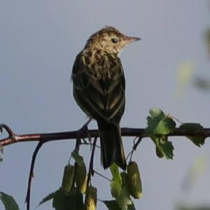 Tree Pipit