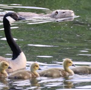 Canada Goose