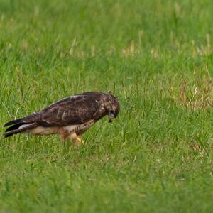 Mäusebussard