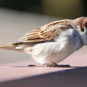 House Sparrow