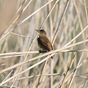 Eurasian Reed-warbler