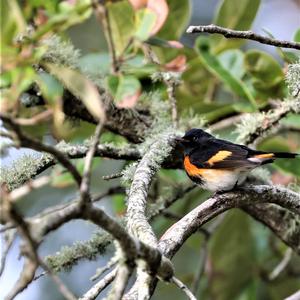 American Redstart