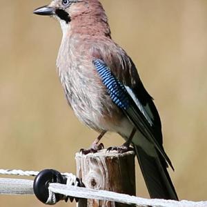 Eurasian Jay