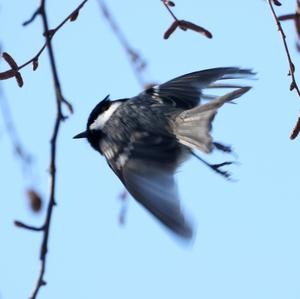 Coal Tit