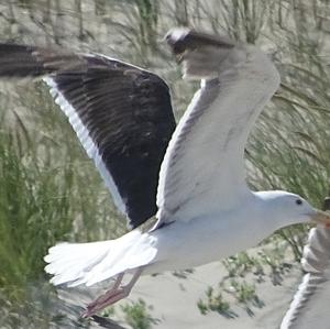 Great Black-backed Gull