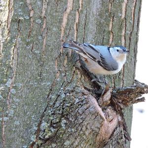 White-breasted Nuthatch