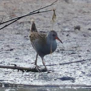 Water Rail