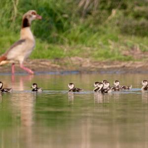 Nilgans