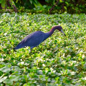 Little Blue Heron