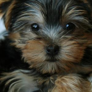 Unknown Breed