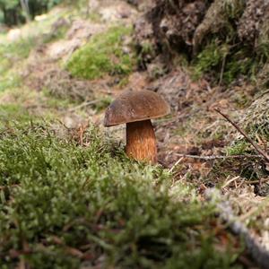 Dotted-stem Bolete