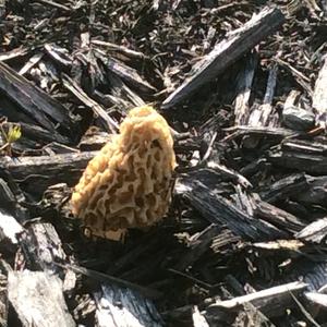 Yellow Morel