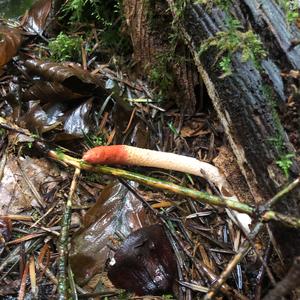 Ravenel`s Stinkhorn