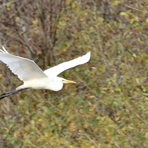 Great Egret