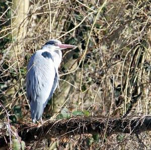 Grey Heron