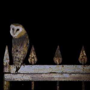 Barn Owl