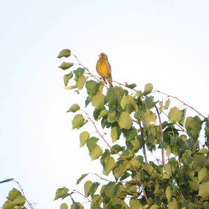 European Greenfinch