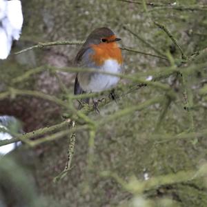 European Robin