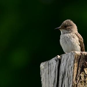 Spotted Flycatcher