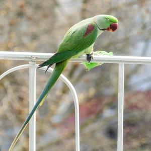 Alexandrine Parakeet