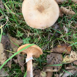 Funnel Clitocybe