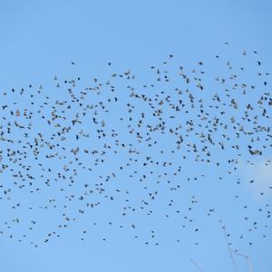 Common Starling