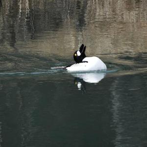 Common Goldeneye