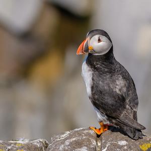 Atlantic Puffin