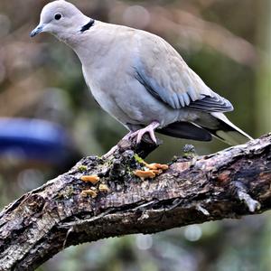 Eurasian Collared-dove