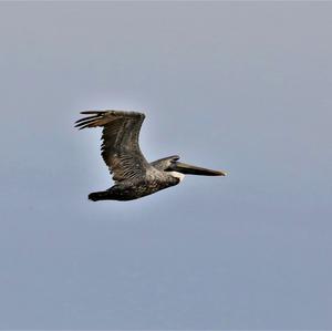 Brown Pelican