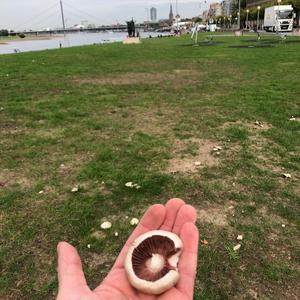 Spring Agaric