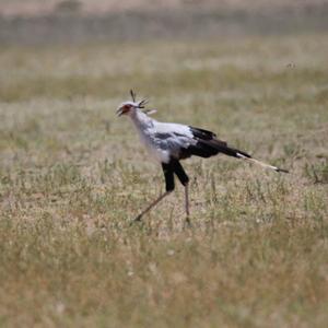 Secretarybird