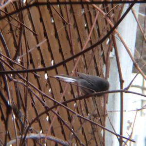 Dark-eyed Junco