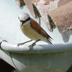 Red-backed Shrike