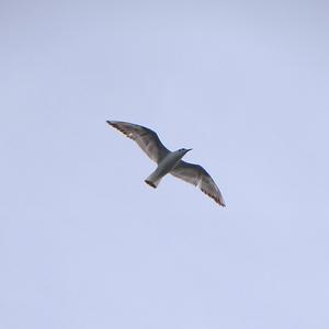 Black-headed Gull