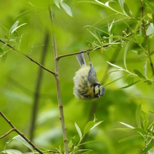 Blue Tit