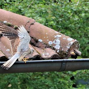 Common Kestrel