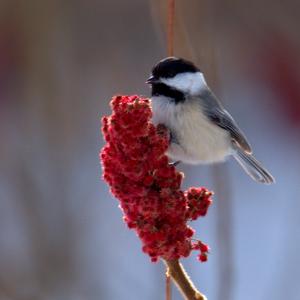 Black-capped Chickadee