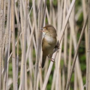 Eurasian Reed-warbler