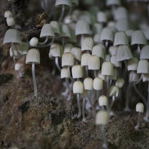 Non-inky Coprinus