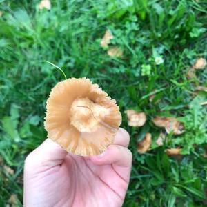 Fairy Ring Mushroom