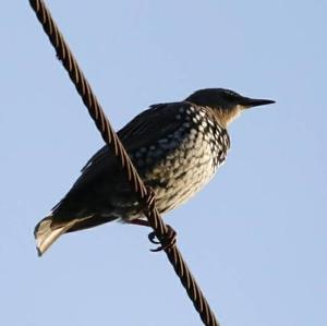 Common Starling