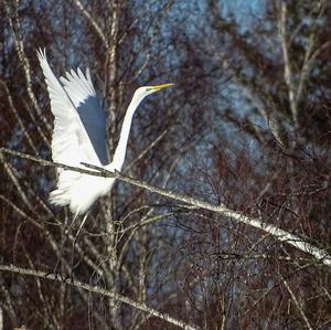 Great Egret