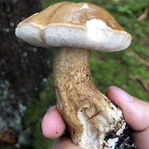 Bitter Bolete